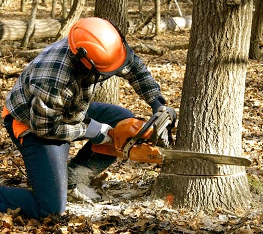 Arborist assessing tree health in Maine